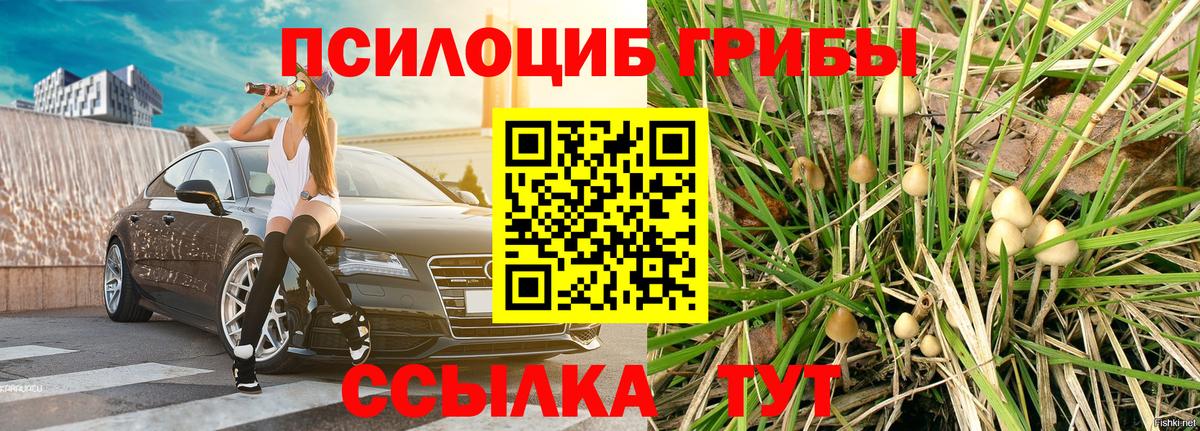 Чистополь  Псилоцибиновые грибы Psilocybine cubensis  Вход с VPN 